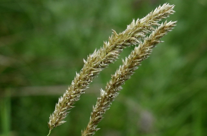 Вейник тростниковидный calamagrostis arundinacea