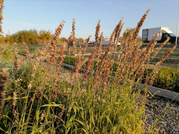 Перловник высокий