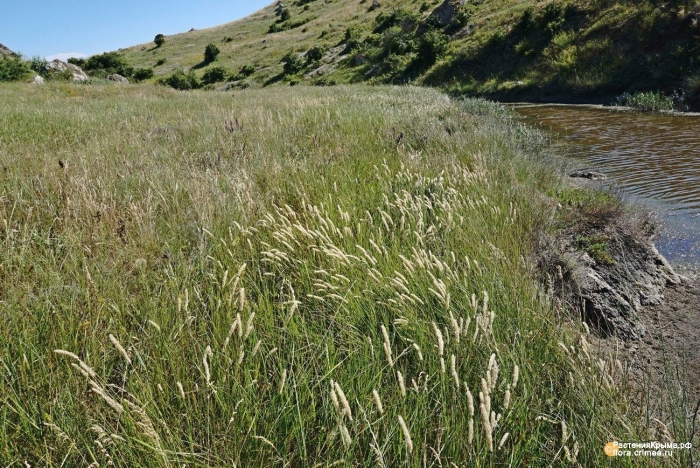 Calamagrostis epigeios вейник