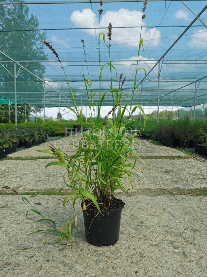 Перловник поникающий melica nutans