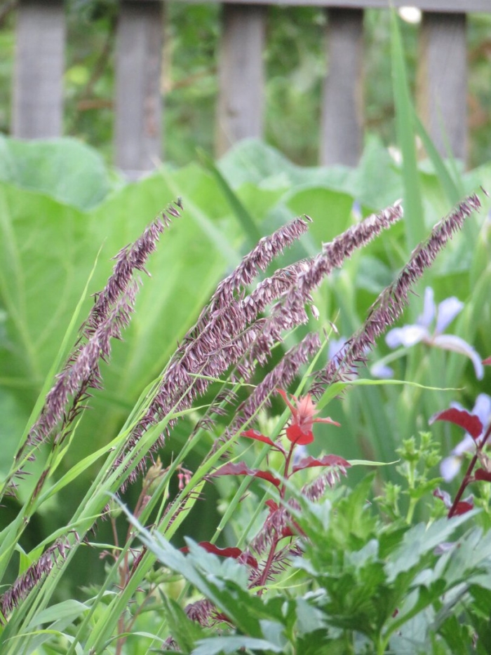 Пеннисетум гамельн