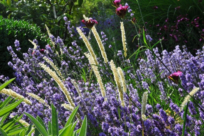 Lavandula angustifolia hidcote