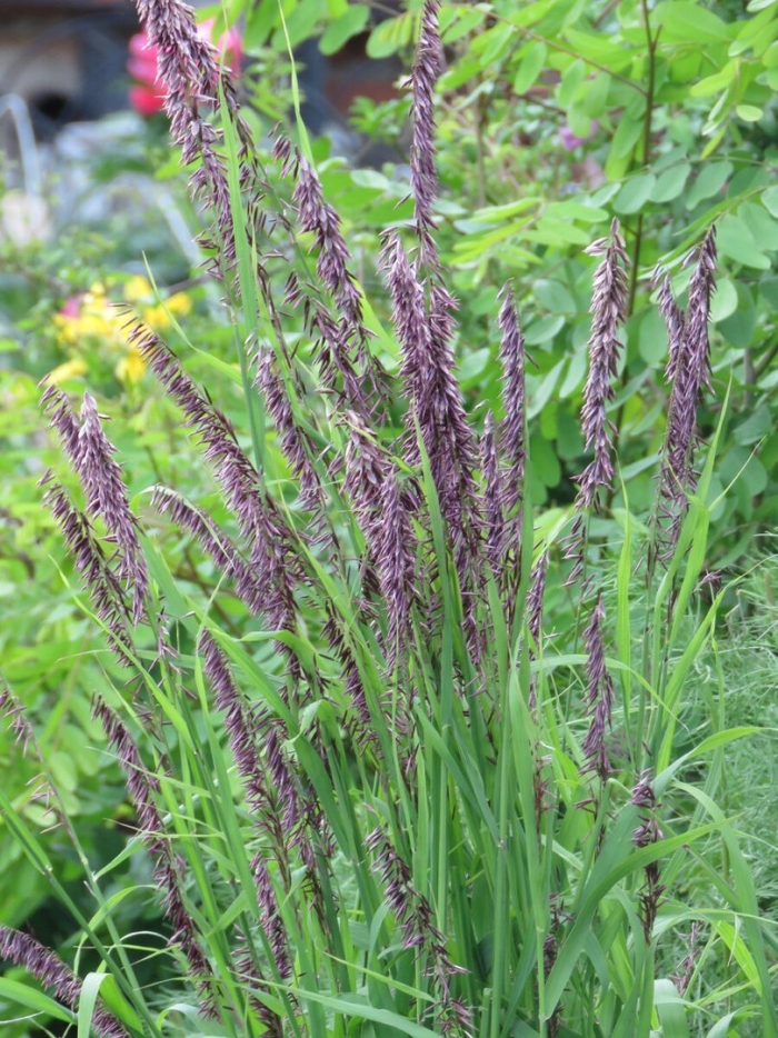 Перловник высочайший (melica altissima).