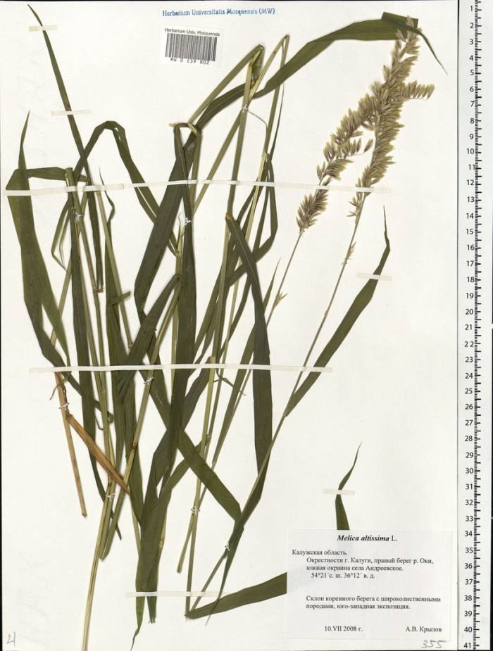 Кострец безостый bromus inermis