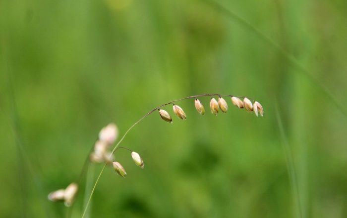 Перловник одноцветковый