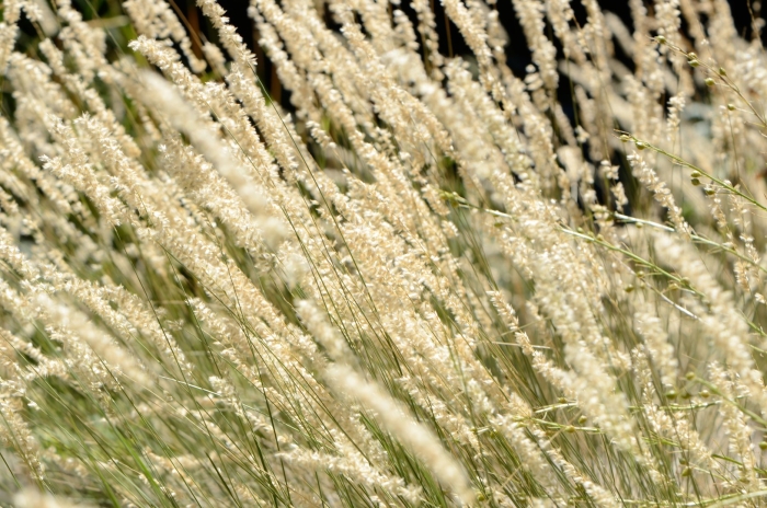 Вейник остроцветковый карл фоэстер