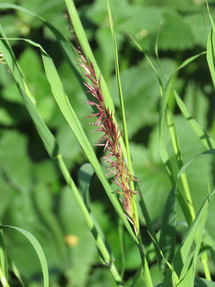 Перловник высочайший (melica altissima).