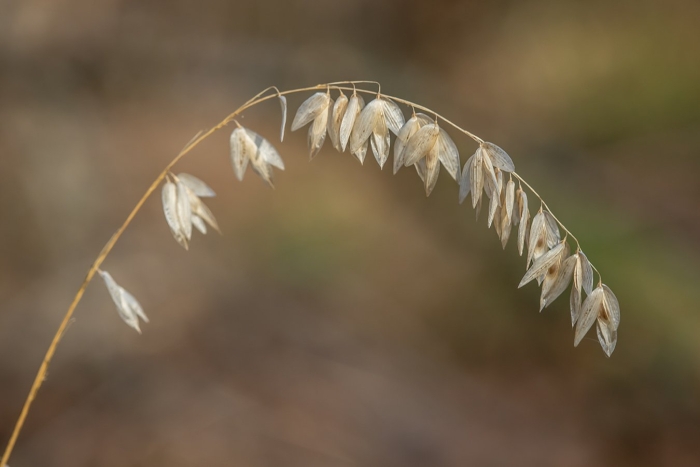Овес посевной (avena sativa)