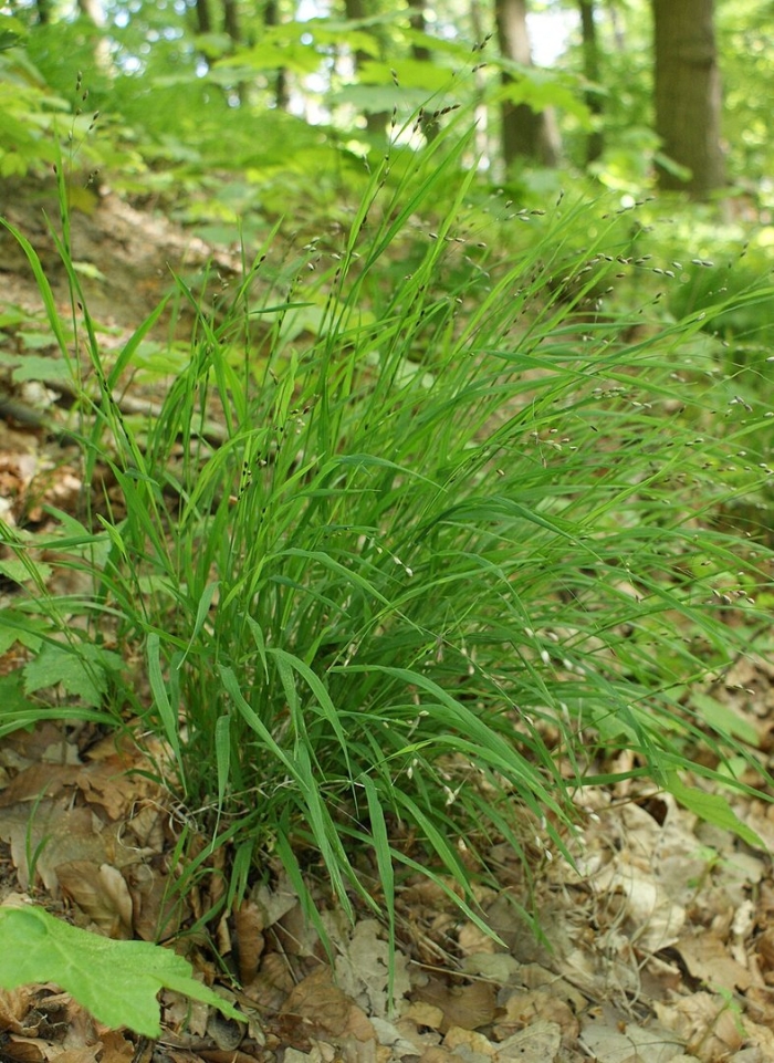 Осока трава лесная