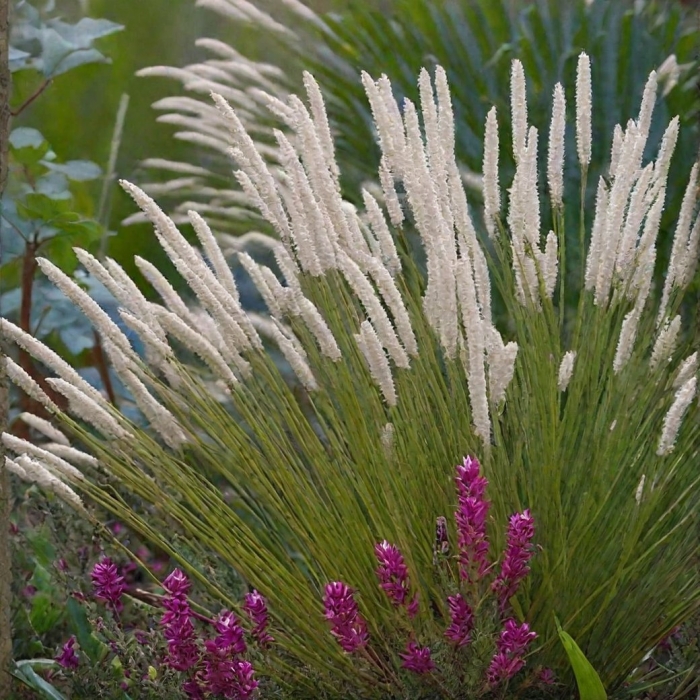 Пеннисетум hameln