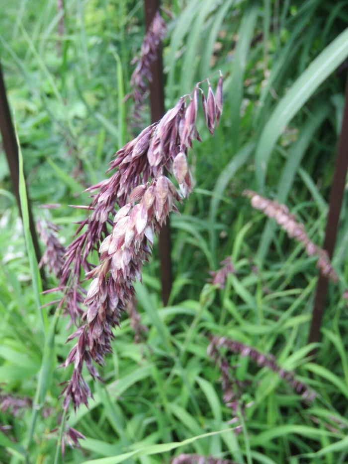 Перловник высокий атропурпуреа