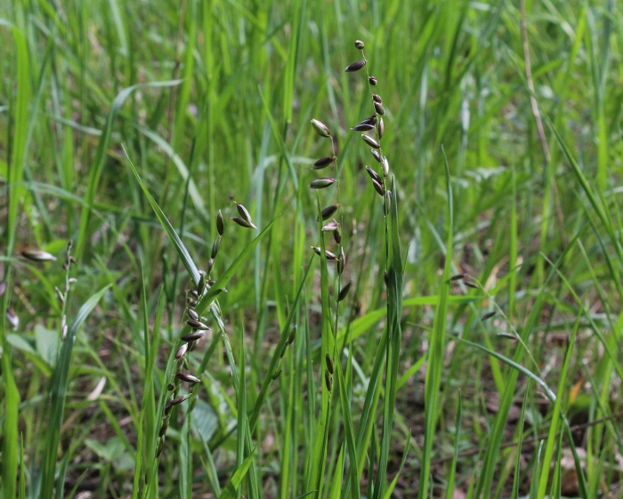 Семена перловник поникший