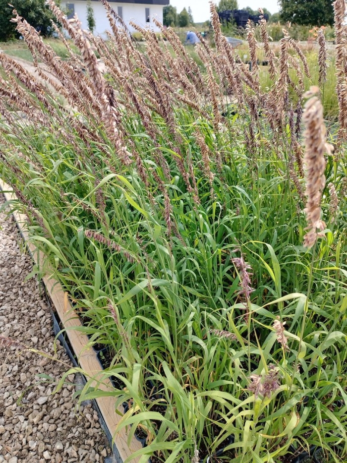 Melica altissima atropurpurea