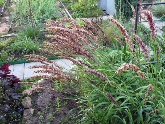 Перловник атропурпуреа