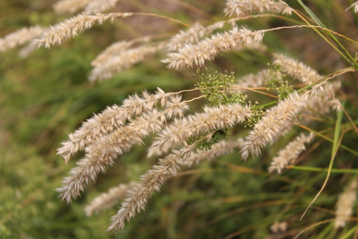 Calamagrostis epigejos