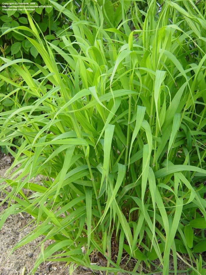 Brachypodium sylvaticum