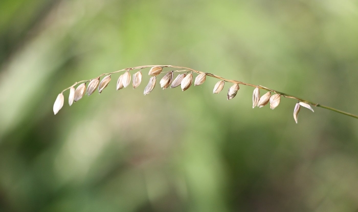 Перловник поникший (melica nutans l.