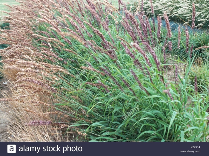 Pennisetum orientale