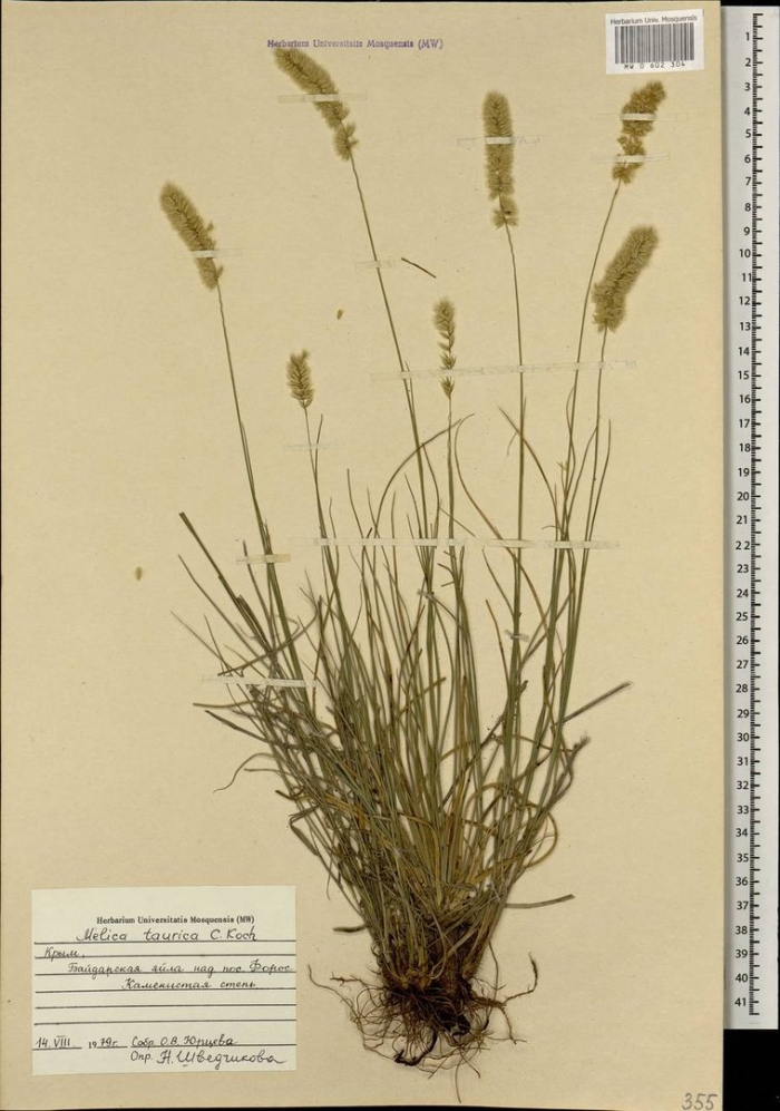 Житняк гребенчатый agropyron cristatum