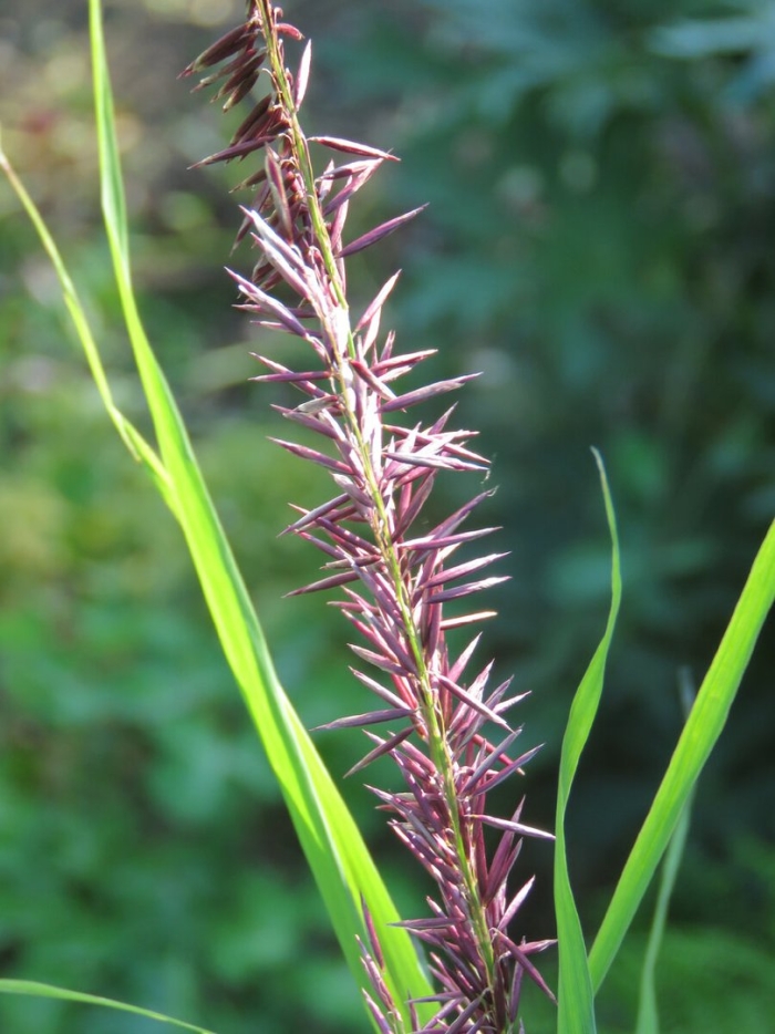 Пеннисетум щетинистый rubrum