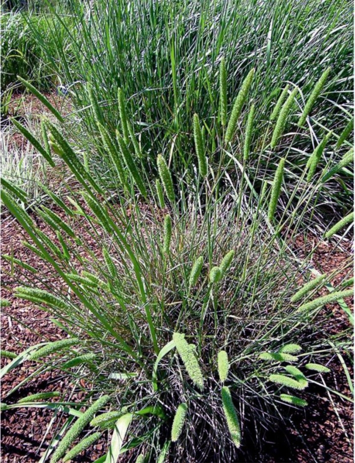 Лисохвост луговой aureovariegatus