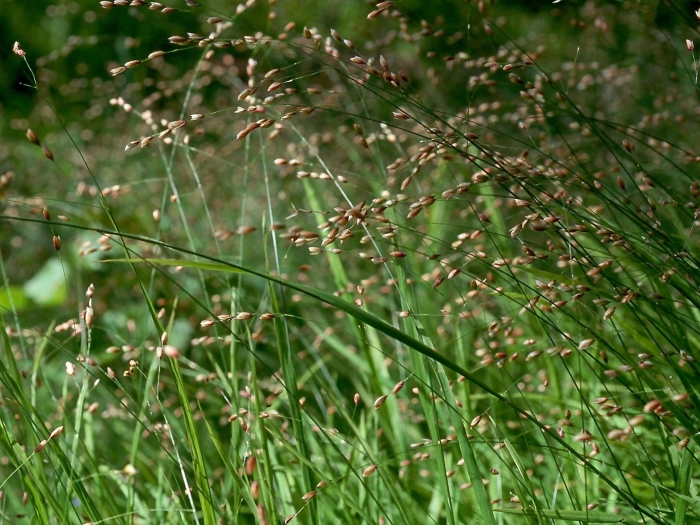 Panicum virgatum