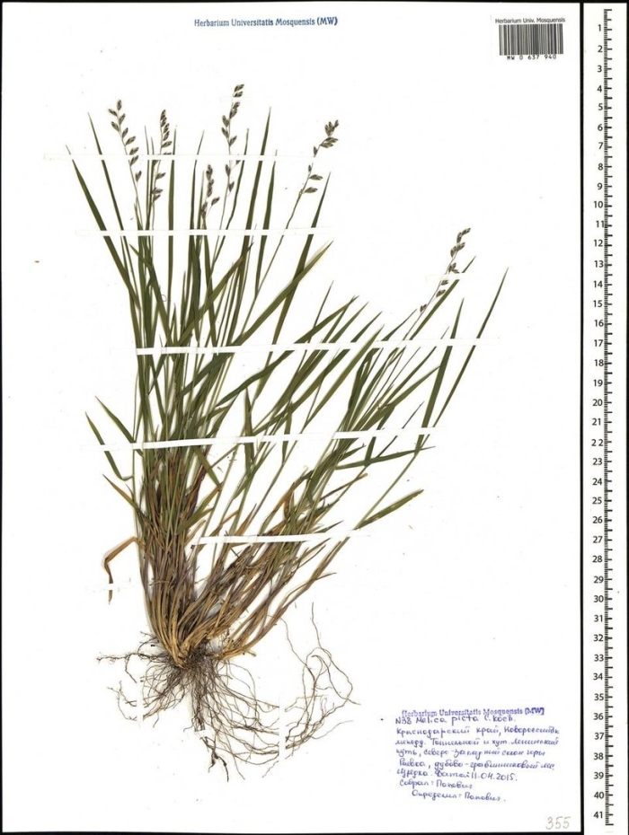 Мятлик луговой сорт маркус