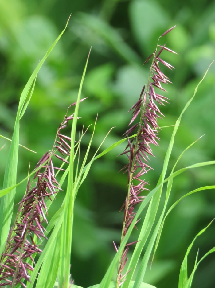 Перловник высокий атропурпуреа