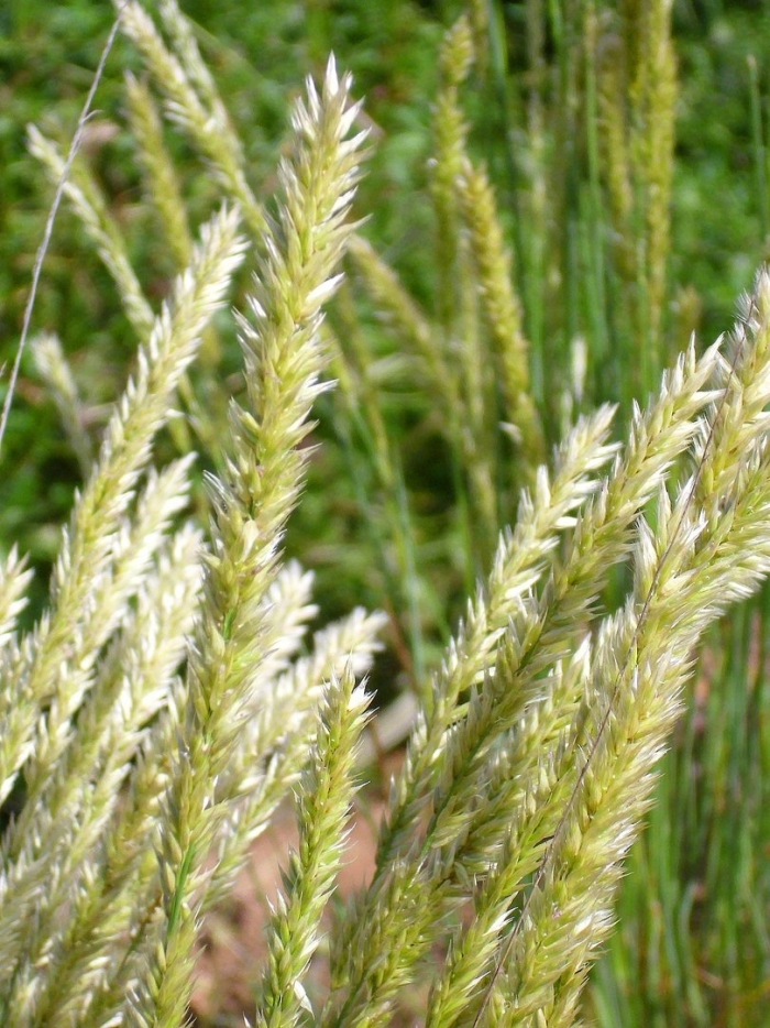 Канареечник phalaris arundinacea