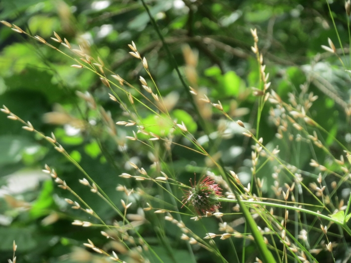 Agrostis tenuifolia