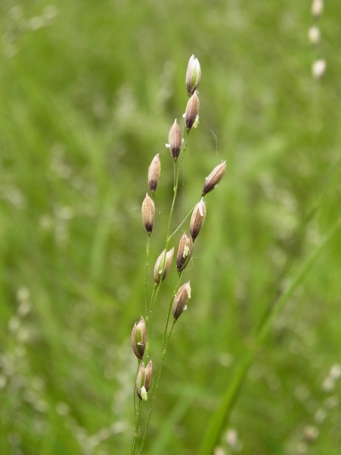 Melica uniflora
