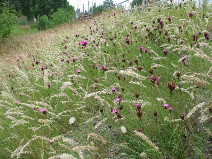Dianthus carthusianorum