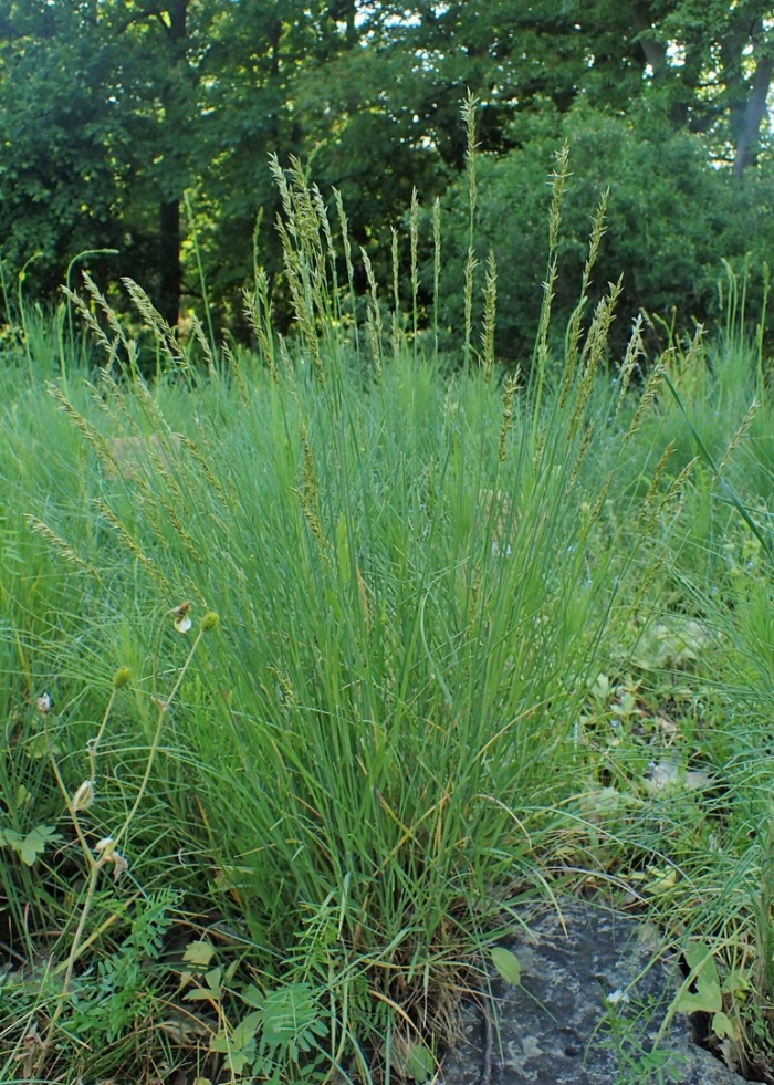 Молиния голубая heidebraut