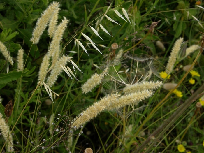 Лисохвост луговой alopecurus pratensis