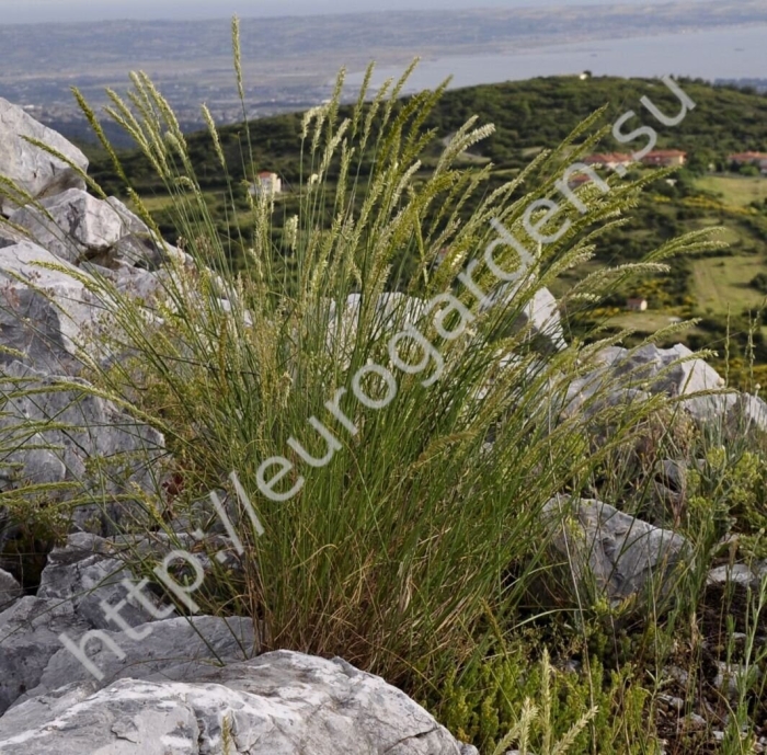 Melica transsilvanica