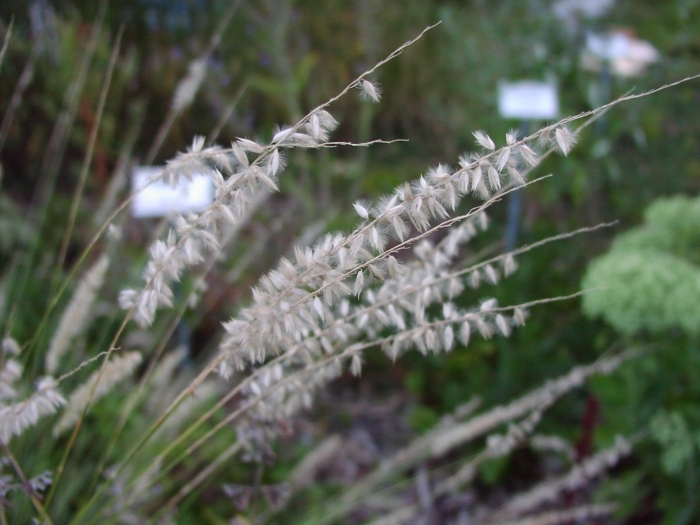 Перловник мелика