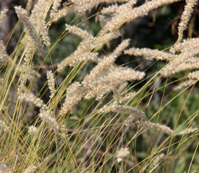 Пеннисетум щетинистый (pennisetum setaceum)