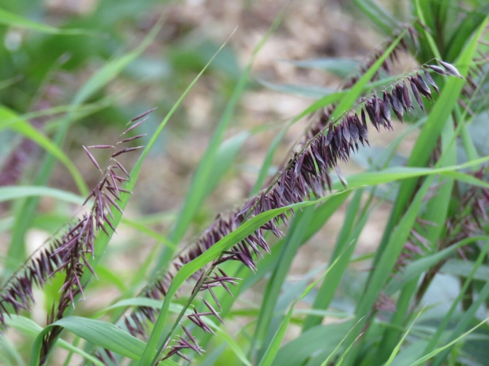 Перловник высочайший (melica altissima).