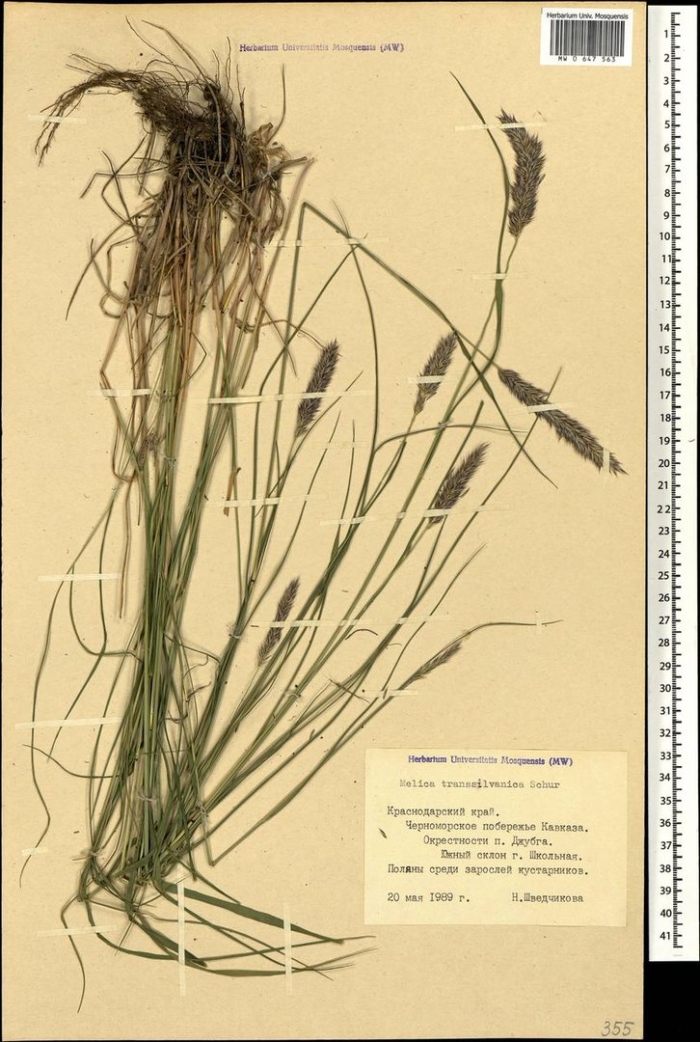 Житняк гребневидный agropyron pectinatum