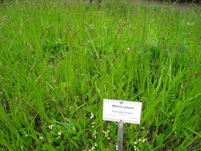 Перловник реснитчатый melica ciliata