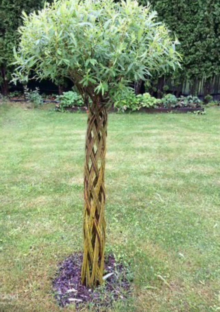 Ива плетеная датские корни