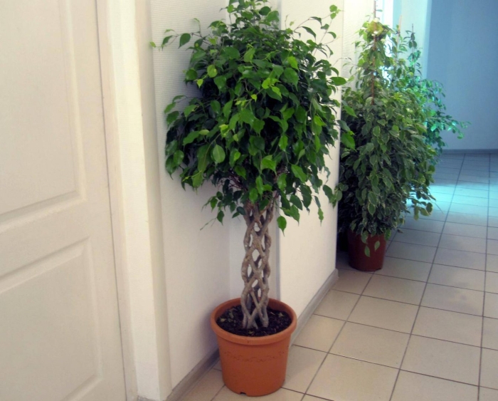 Фикус бенджамина ствол косичкой