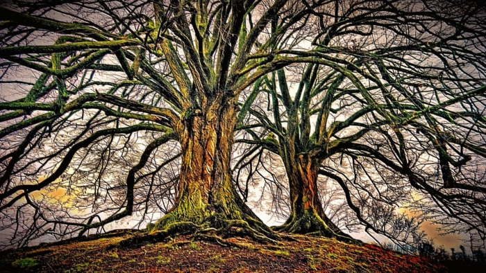 Дерево роща баньян