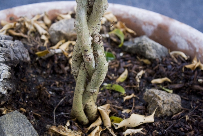 Побег фикуса бенджамина