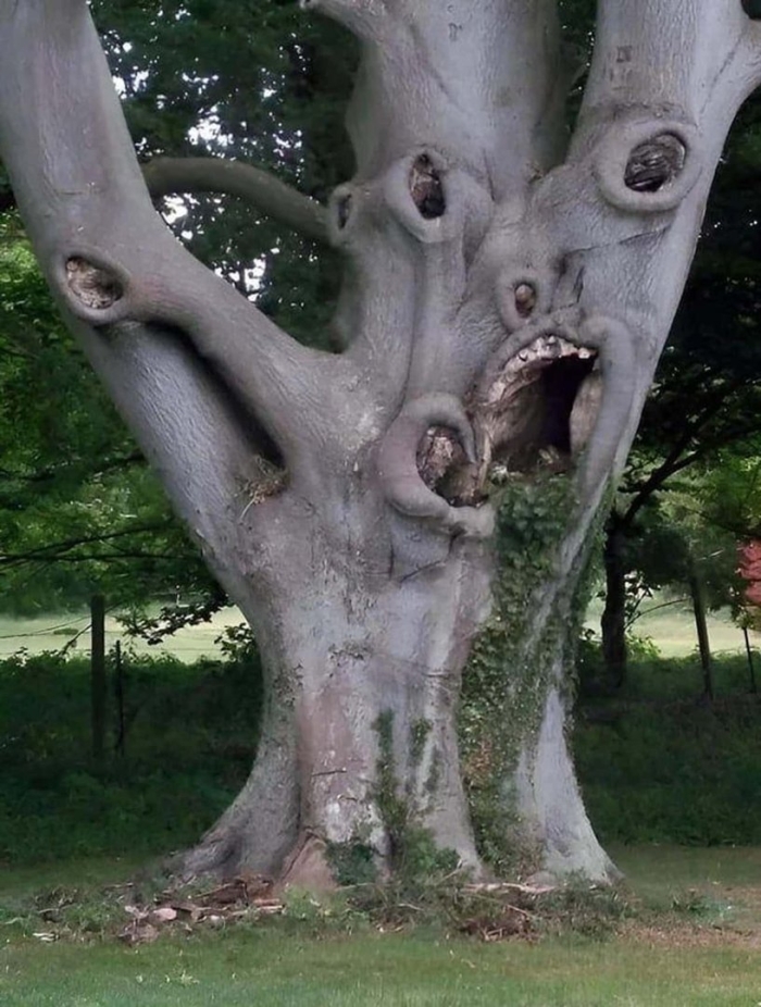 Страшное дерево