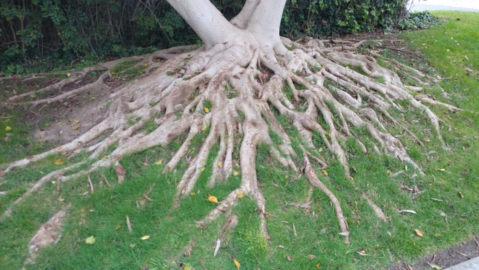 Карагач дерево корни