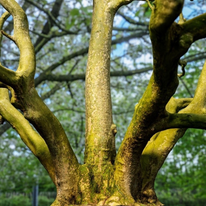 Дерево деревья