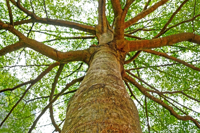 Платан дерево бесстыдница
