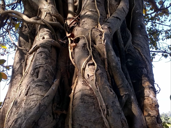 Ствол дерева