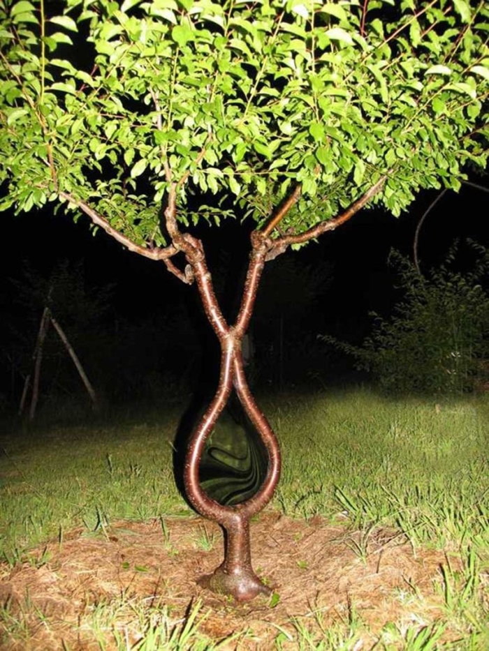 Ива остролистная арбоскульптура